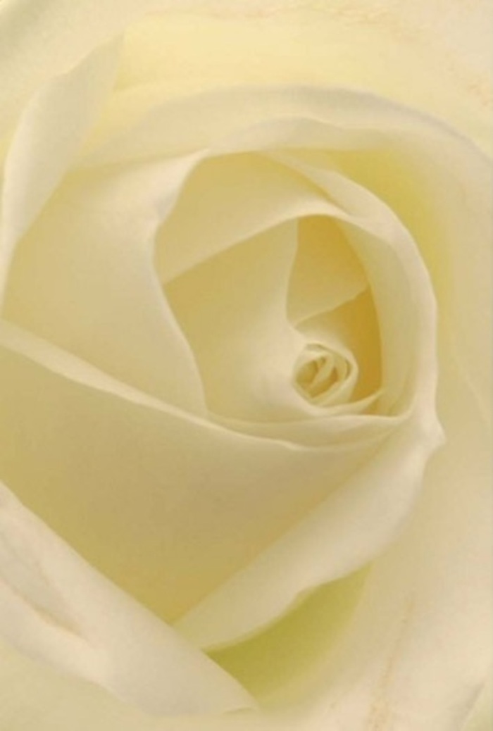 The allure of a classic white rose is captured here in a striking close perspective, every detail poised to evoke a sense of tranquility in harmony with Greenhithe's serene settings. Each flawless petal, tinted with whispers of cream and soft ivory, curves inward with a measured, dignified grace, as if echoing the gentle tides along the River Thames. The interplay of natural light amplifies subtle variations in tone and texture, with shadows tucked between the folds, lending quiet drama and a sense of resilience encased in beauty. The spiraled centre asserts strength and purity, embodying the kind of steadfast hope often carried by thoughtful floral arrangements chosen for weddings, sincere apologies, or commemorative gatherings in Greenhithe. Hints of the rose's natural scent-a delicate, calming sweetness-seem to drift from the image, blending with memories of local gardens and the artistry of skilled community florists. Each petal has been crafted with consideration not simply for appearance but for the silent emotion carried within every blossom, making this rose a timeless expression of respect and heartfelt connection within Greenhithe.